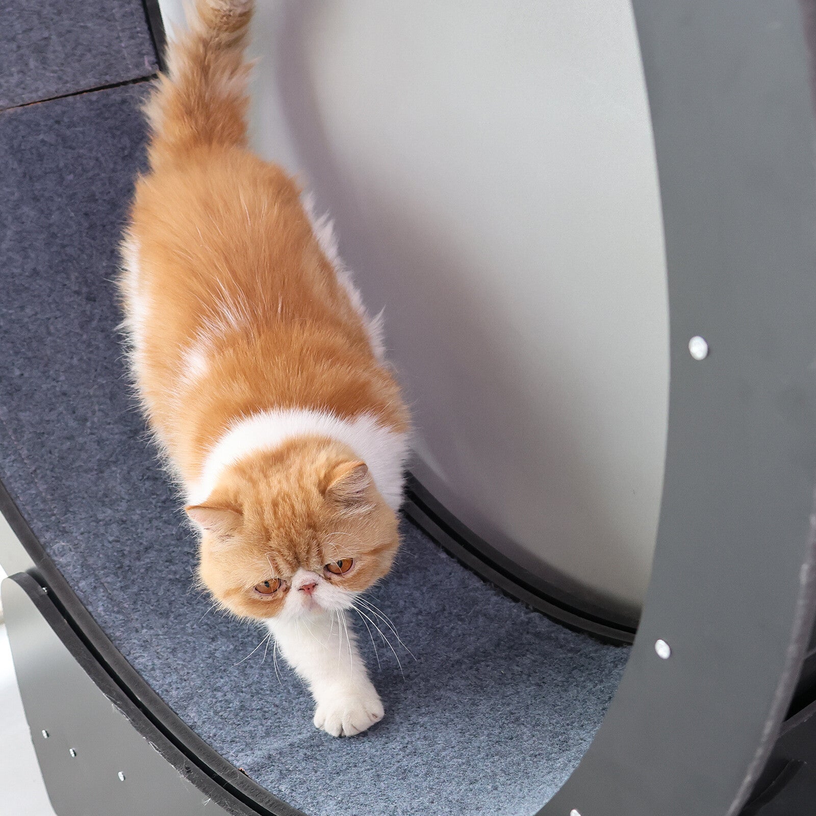 Rypetmia Cat Exercise Wheel Large Wooden/Pvc Cat Treadmill Running Wheel Cat Toy
