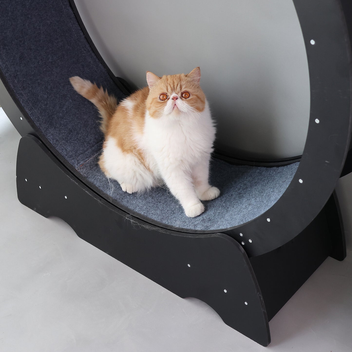 Rypetmia Cat Exercise Wheel Large Wooden/Pvc Cat Treadmill Running Wheel Cat Toy
