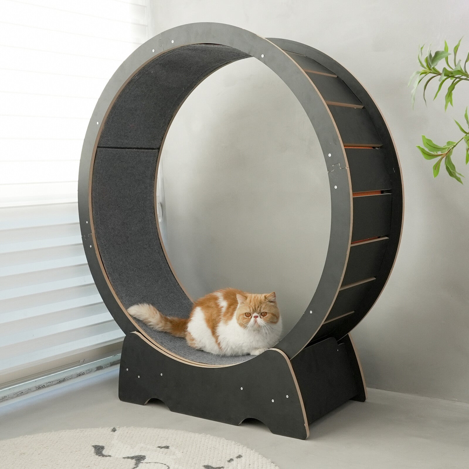 Rypetmia Cat Exercise Wheel Large Wooden/Pvc Cat Treadmill Running Wheel Cat Toy
