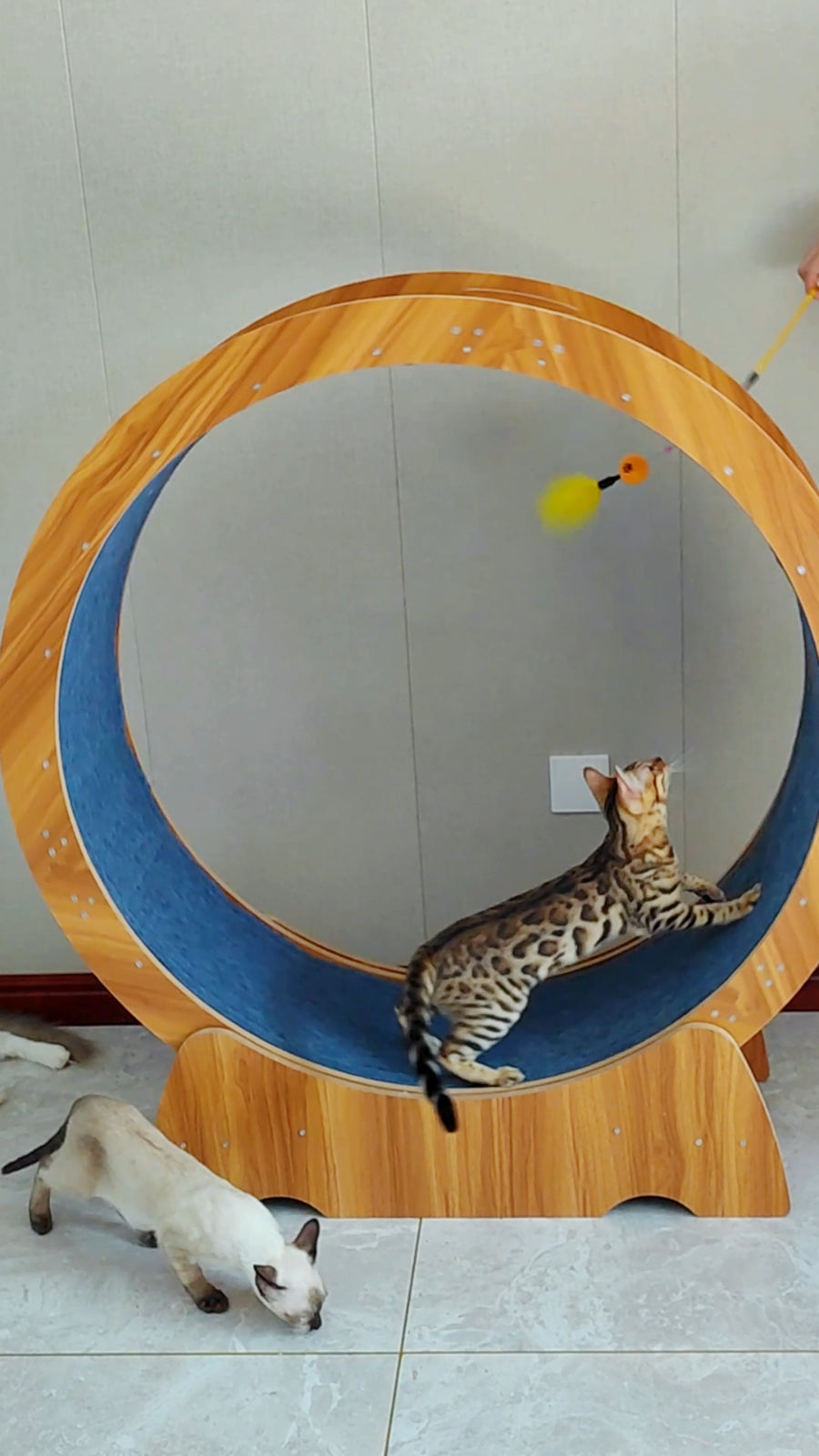 Rypetmia Cat Exercise Wheel Large Wooden/Pvc Cat Treadmill Running Wheel Cat Toy