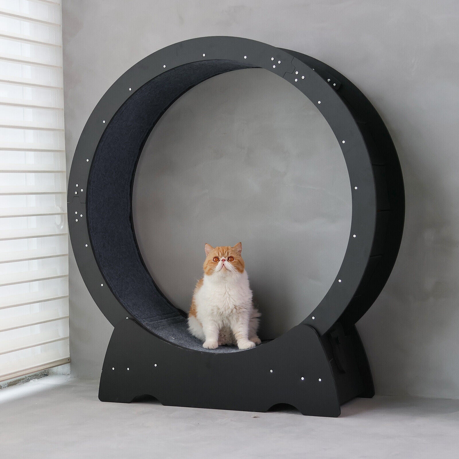 Rypetmia Cat Exercise Wheel Large Wooden/Pvc Cat Treadmill Running Wheel Cat Toy