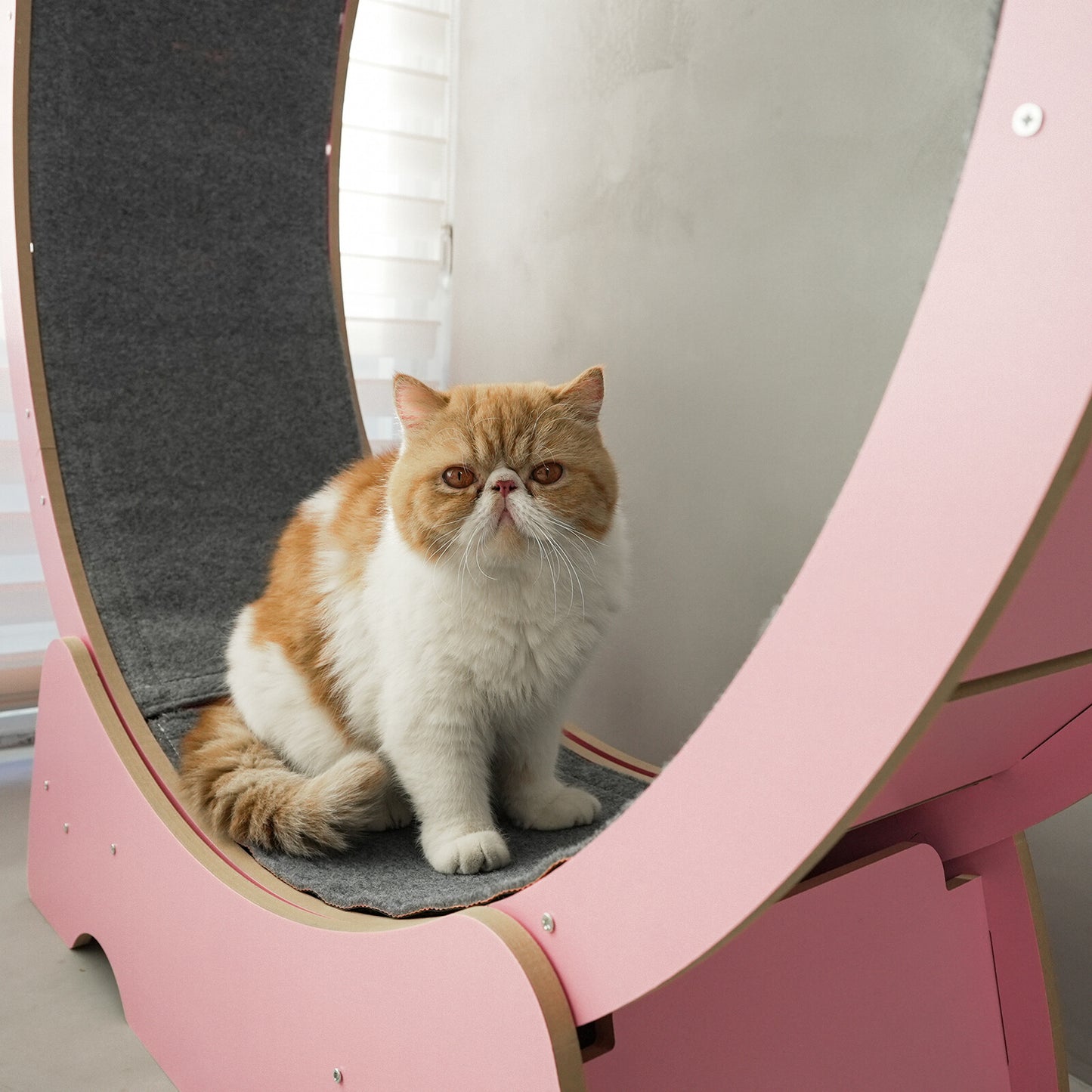 Rypetmia Cat Exercise Wheel Large Wooden/Pvc Cat Treadmill Running Wheel Cat Toy