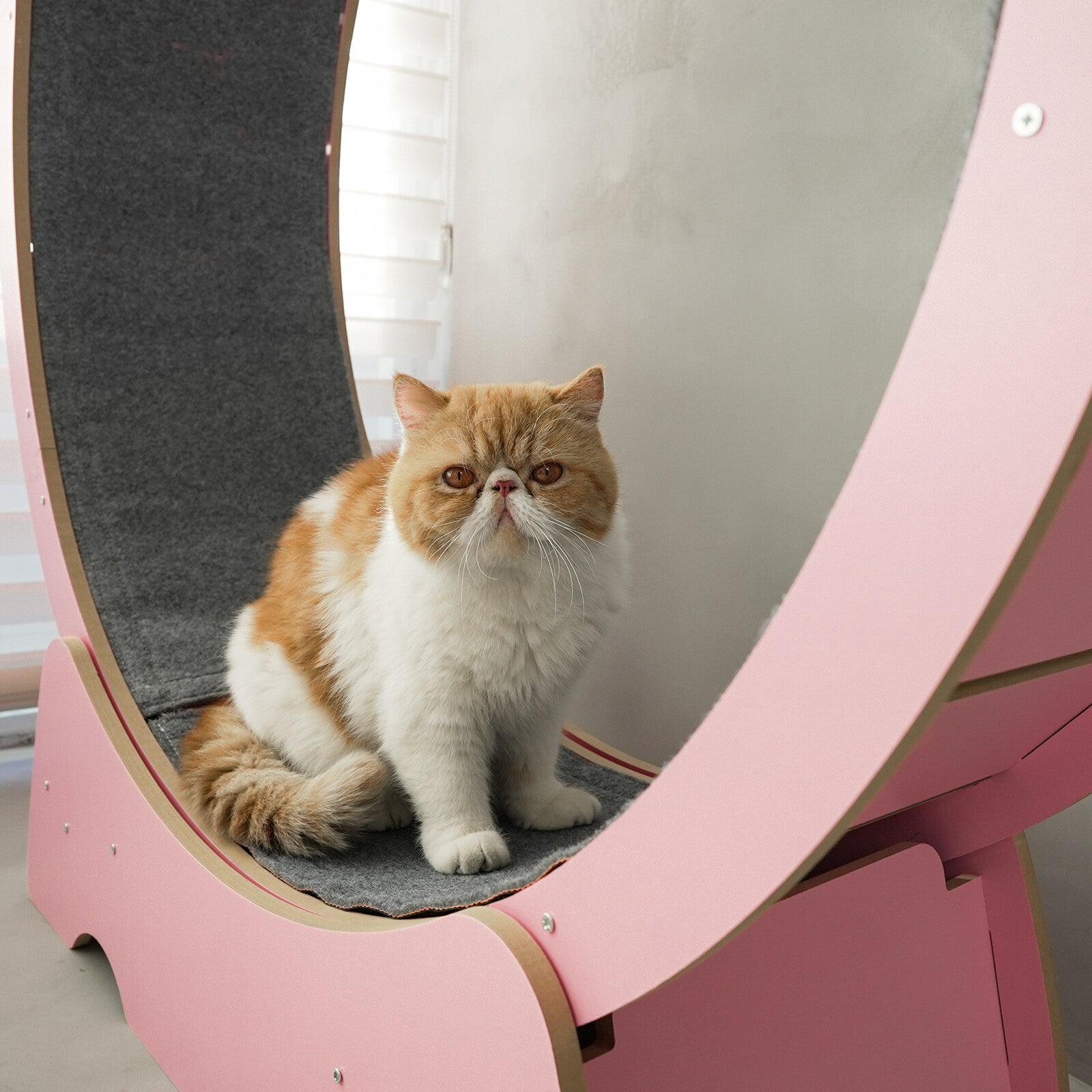 Rypetmia Cat Exercise Wheel Large Wooden/Pvc Cat Treadmill Running Wheel Cat Toy