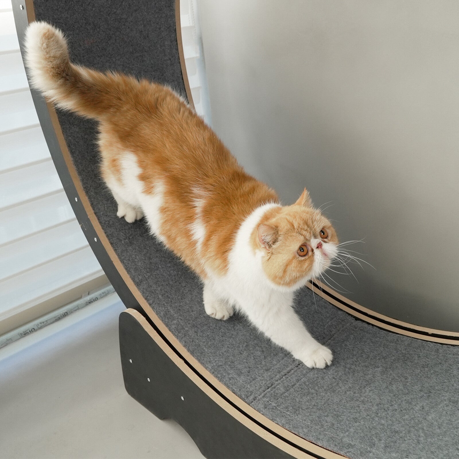 Rypetmia Cat Exercise Wheel Large Wooden/Pvc Cat Treadmill Running Wheel Cat Toy