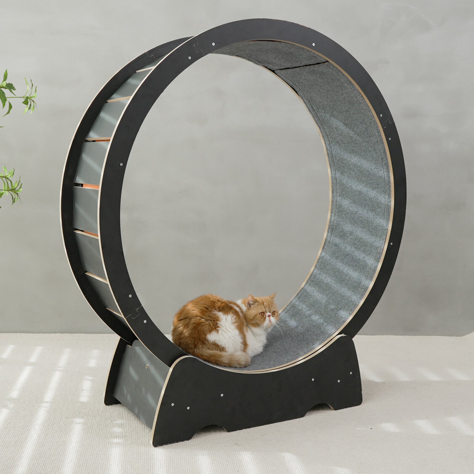 Rypetmia Cat Exercise Wheel Large Wooden/Pvc Cat Treadmill Running Wheel Cat Toy